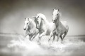 caballos blancos corriendo